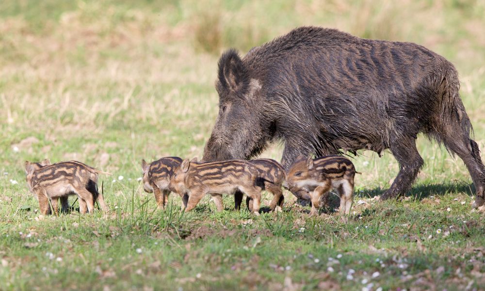 Foto noticia COMEZA UNHA NOVA TEMPADA XABARILEIRA