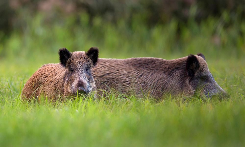 Foto noticia Un Comezo Prometedor para a Tempada de Xabaril