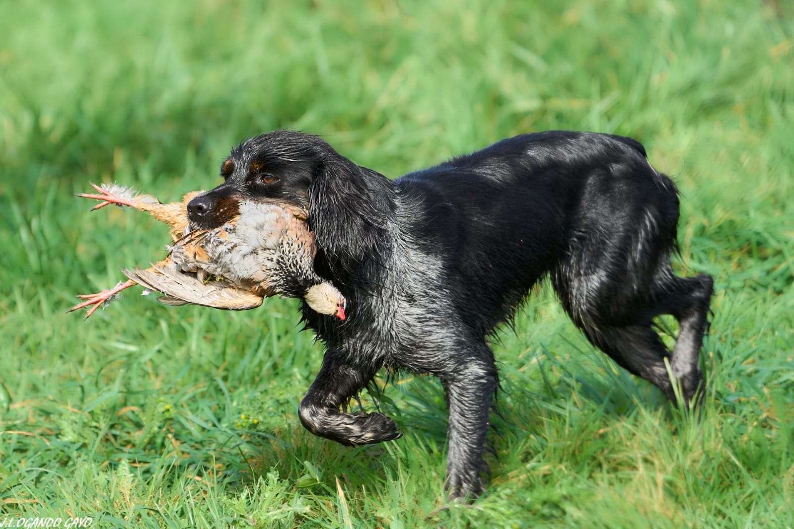 Foto noticia Balance da tempada de caza 2025/2026 no Tecor Terra Chá
