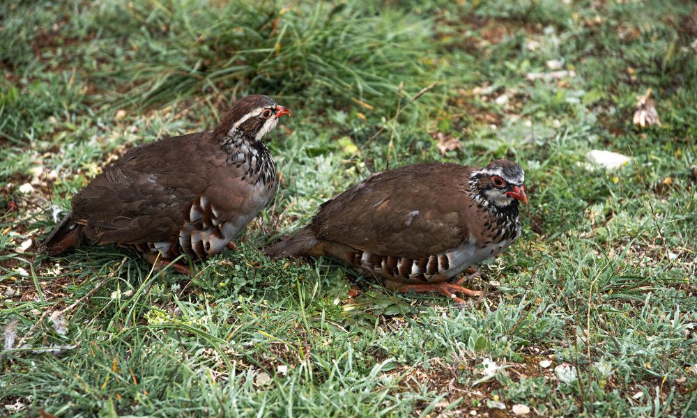 Foto noticia E MÁIS PERDICES PARA O TECOR TERRA CHÁ!!