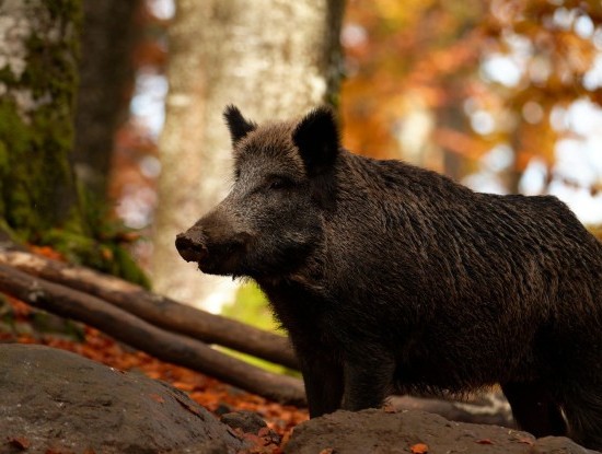 Imagen noticia Tempada de xabaril no Tecor Terra Chá: evolución, cifras e reflexións