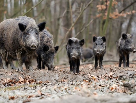 Noticia ESTUDIO DE DENSIDADE DE XABARIL NO TECOR TERRA CHÁ