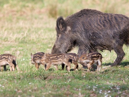 Noticia COMEZA UNHA NOVA TEMPADA XABARILEIRA