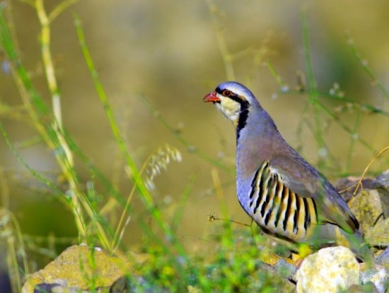 Imagen noticia INICIO DE TEMPADA PASADO POR AUGA