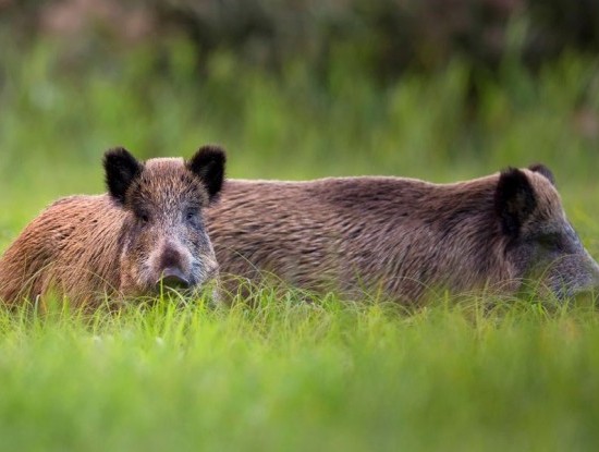 Noticia Un Comezo Prometedor para a Tempada de Xabaril