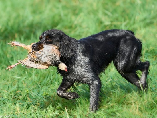 Imagen noticia Balance da tempada de caza 2025/2026 no Tecor Terra Chá