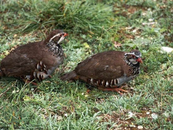 Noticia E MÁIS PERDICES PARA O TECOR TERRA CHÁ!!