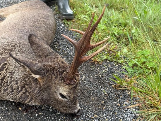 Imagen noticia Comeza a tempada de recechos en Galicia: paixón pola caza e respecto pola natureza