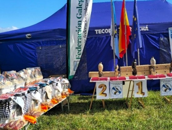 Imagen noticia Cetreiros na Terra Chá: Unha fin de semana de voo e paixón pola natureza