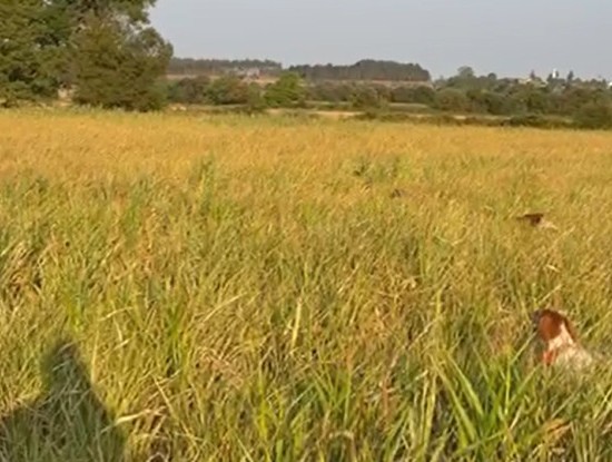 Noticia COTURNIX CHALLENGE NO TECOR TERRA CHÁ
