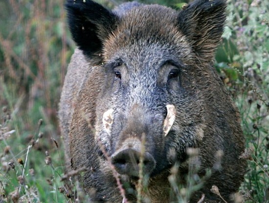 Imagen noticia Tempada de xabaril no Tecor Terra Chá: Crónica dun ano de récords