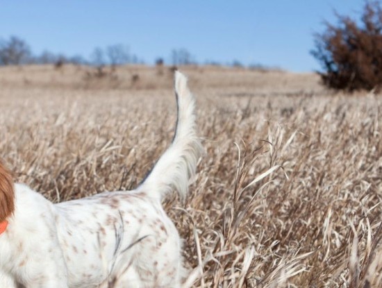 Imagen noticia Éxito rotundo na XXXVI Copa FGC Lugo de Cans de Parada no Tecor Terra Chá