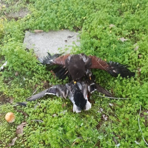 Imagen 4 COÑECENDO O TERRA CHÁ!