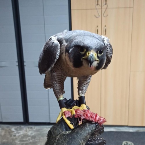 Imagen 12 COÑECENDO O TERRA CHÁ!