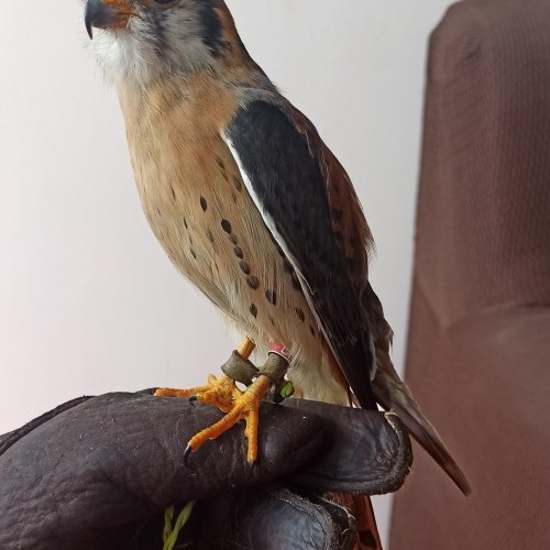 Imagen 13 COÑECENDO O TERRA CHÁ!