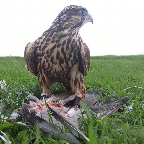 Imagen 14 COÑECENDO O TERRA CHÁ!