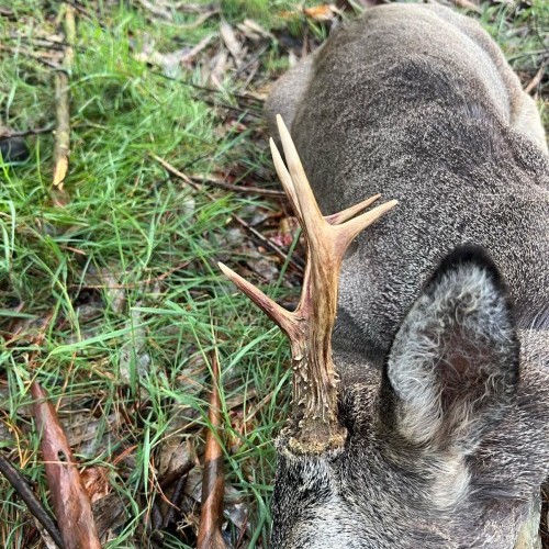 Imagen 2 Comeza a tempada de recechos en Galicia: paixón pola caza e respecto pola natureza