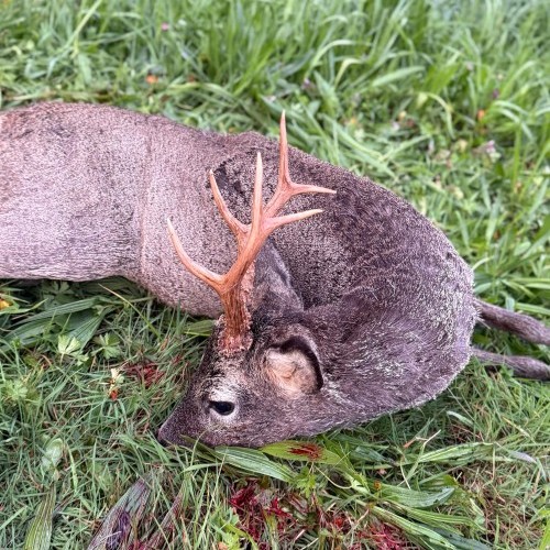 Imagen 1 Comeza a tempada de recechos en Galicia: paixón pola caza e respecto pola natureza