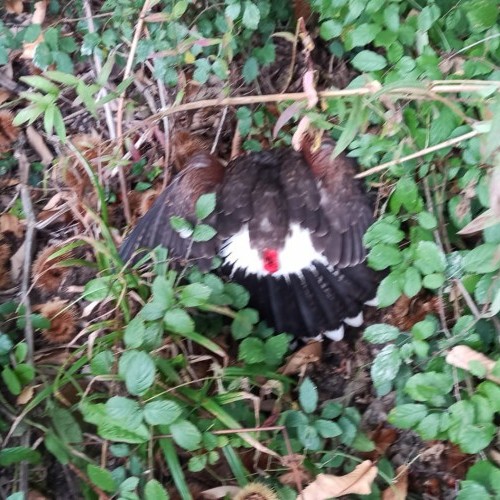 Imagen 4 INICIO DE TEMPADA PASADO POR AUGA