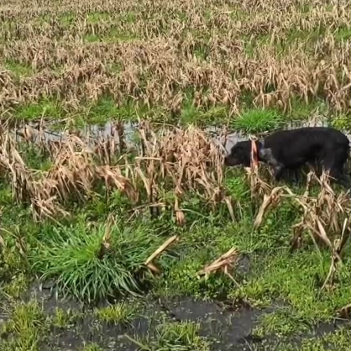 Imagen 15 Balance da tempada de caza 2025/2026 no Tecor Terra Chá
