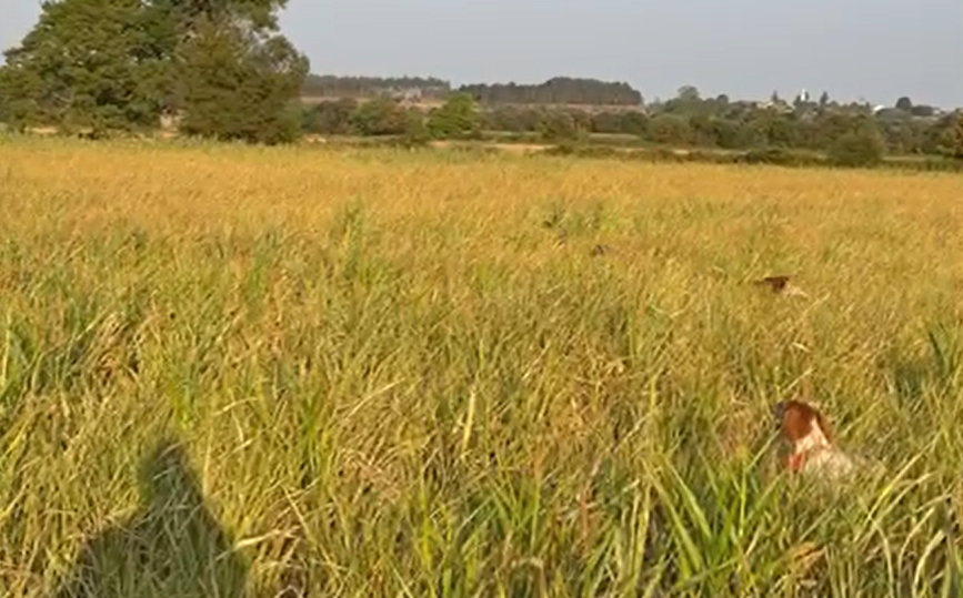Foto noticia COTURNIX CHALLENGE NO TECOR TERRA CHÁ