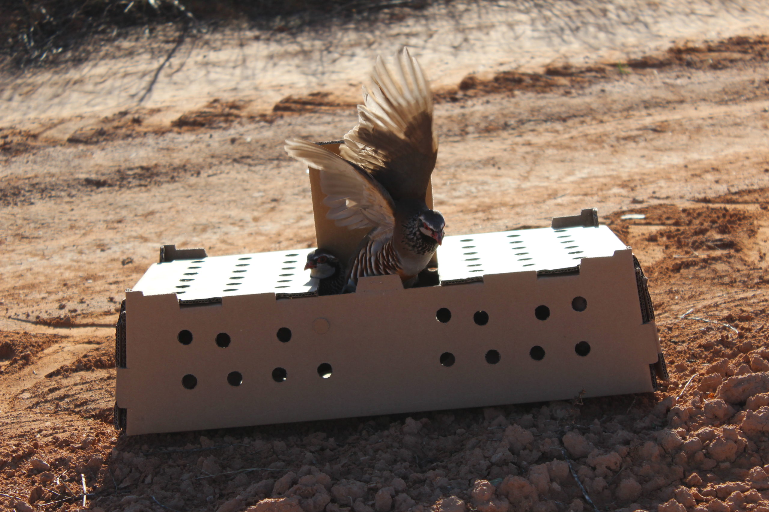 Foto noticia SOLTA DE PERDICES NO TECOR TERRA CHÁ
