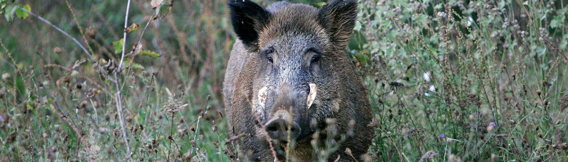 Foto noticia Tempada de xabaril no Tecor Terra Chá: Crónica dun ano de récords
