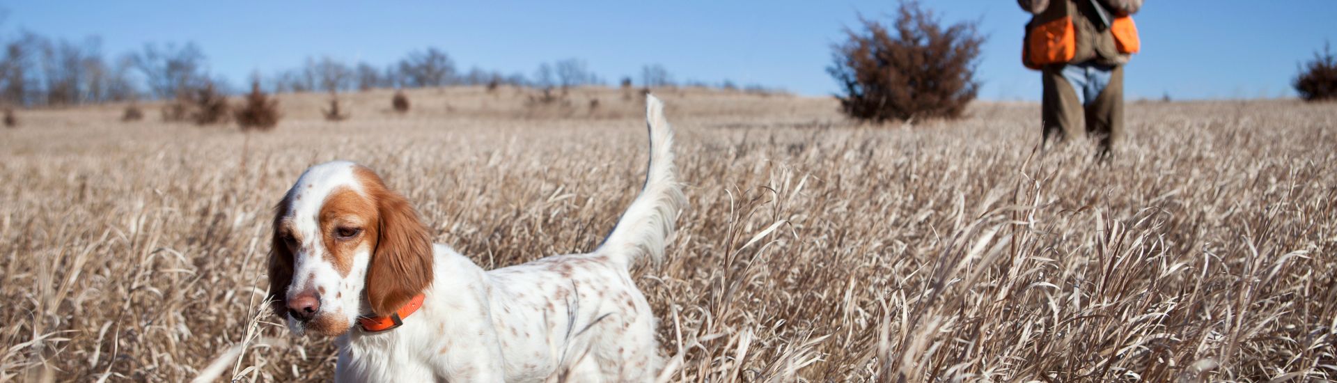 Foto noticia Éxito rotundo na XXXVI Copa FGC Lugo de Cans de Parada no Tecor Terra Chá